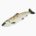 Amago salmon (cultured, raw)