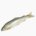 Ayu sweetfish (wild, viscera, raw)