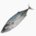 Skipjack (caught in autumn, raw)