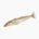 Japanese whiting (raw)