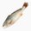 Croaker (raw)