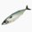 Mackerel (raw)