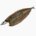 Pacific saury (hirakiboshi)