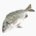 Black sea bream (raw)