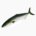Yellowtail (mature, raw)