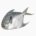 Silver pomfret (raw)