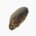 Mussel (raw)