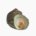 Turban shell (baked)