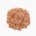 Chicken (ground meat, raw)