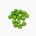 Green pea (raw)