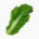 Leaf mustard (leaves, raw)
