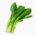 Komatsuna (leaves, raw)