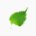 Perilla (leaves, raw)