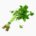 Ito-mitsuba (leaves, raw)