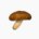 Shiitake, Nama-shiitake (boiled)